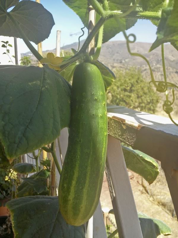 6pepinomaceta15cm.jpg