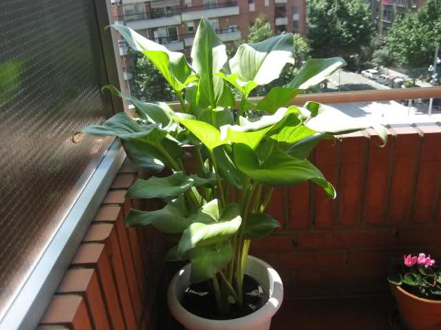 6r62cm.jpg