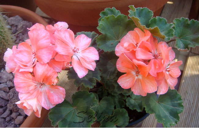 6x9PelargoniuJj6.jpg