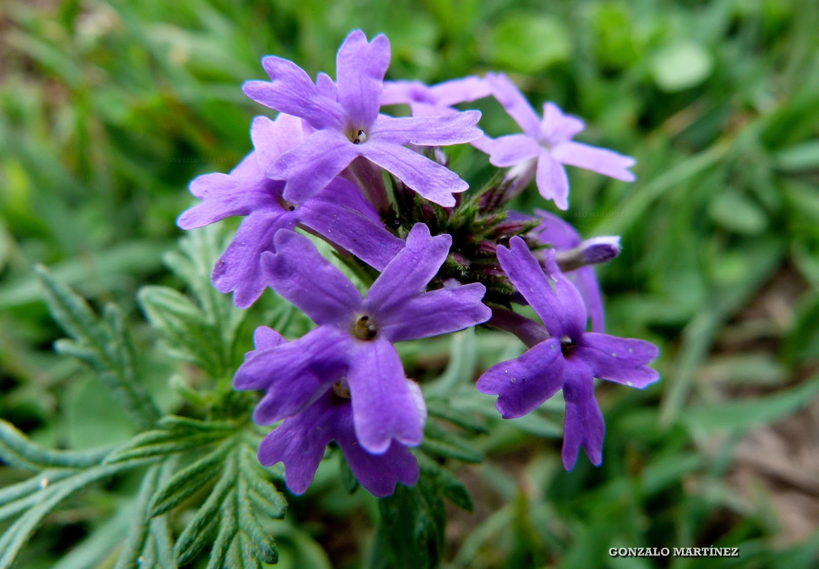 7-fotosimagenesfloresplantasverbenaceaeglandulariabipinnatifidaphotosimagespicturesflowersplants.jpg