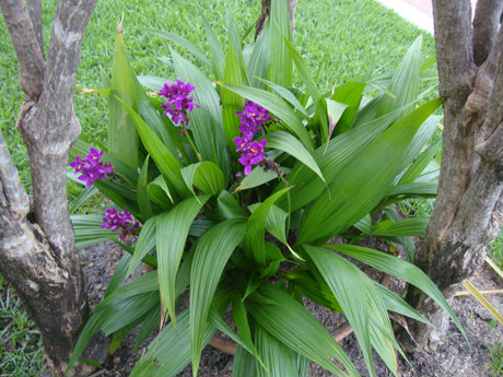 700_500_0rquidea_Spathoglottis_unguiculata_546_3.jpg