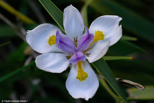 700_500_Moraea_Branca_com_Centro_Azul_398_3.jpg