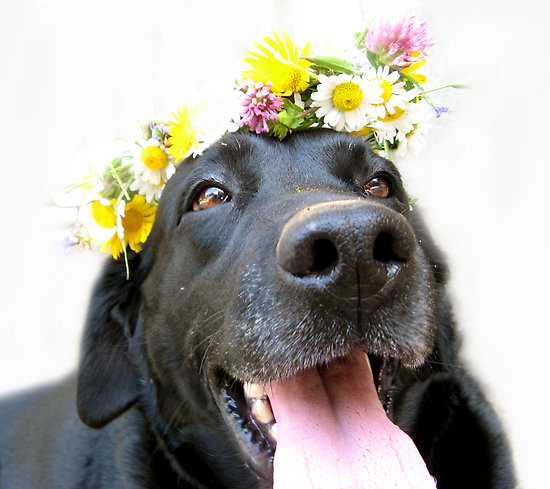 706507-4-black-labrador-retriever-happy.jpg
