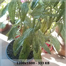 711ddd2b871942f4d8352d7b5971cdddo.jpg