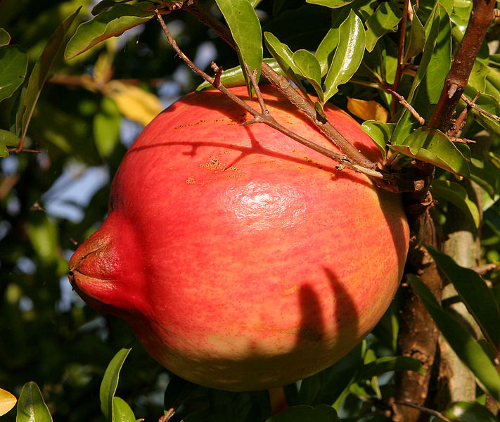 711px-Pomegranate_fruit.jpg