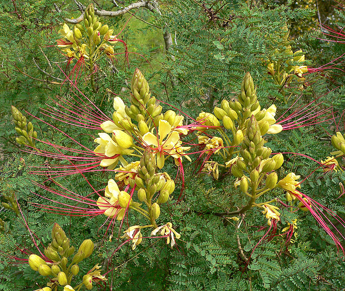 712px-Caesalpinia_gilliesii_1.jpg