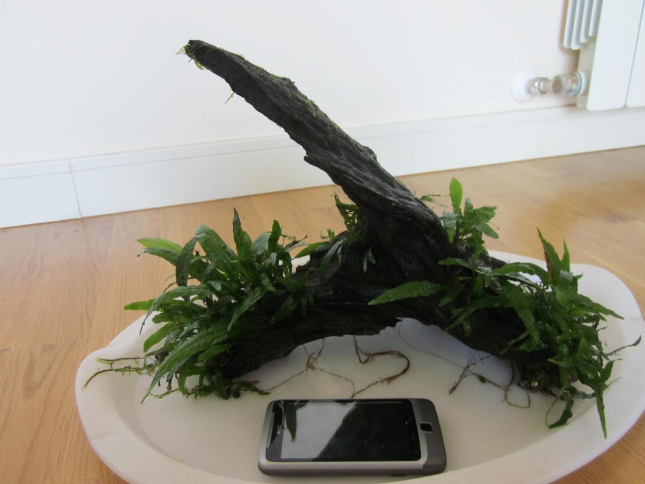 71421d1333045214-se-vende-muy-bonito-tronco-helechos-java-madrid-capital-img_1153.jpg