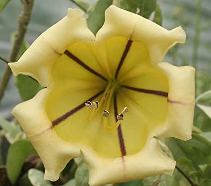 71wOXjyJQ3L._SX425_.jpg