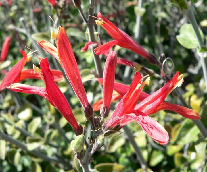 720px-Justicia_californica_3.jpg