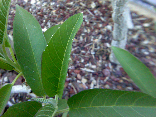 7250870844_410ebb9b02.jpg