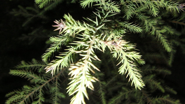 7259606830_e0de462632_z.jpg