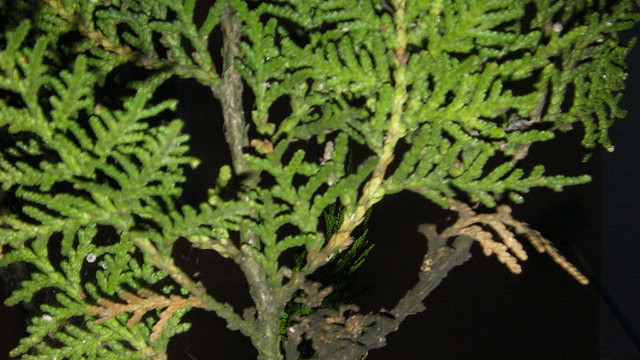 7259609398_88e58cc252_z.jpg