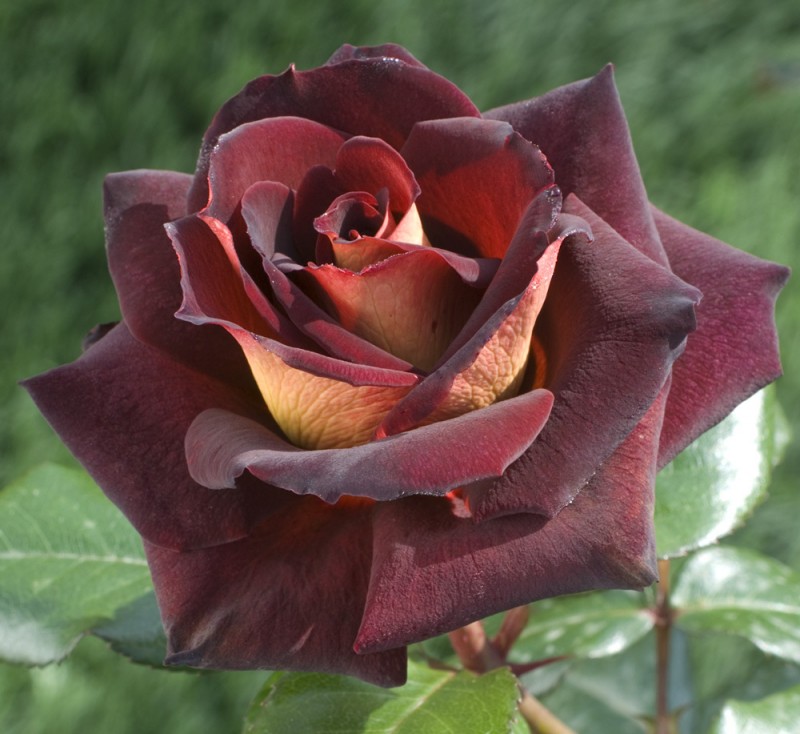 7263100rosa-eddy-mitchell-r-meirysett.jpg