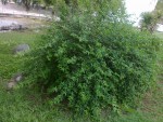 727ecd216210946.jpg