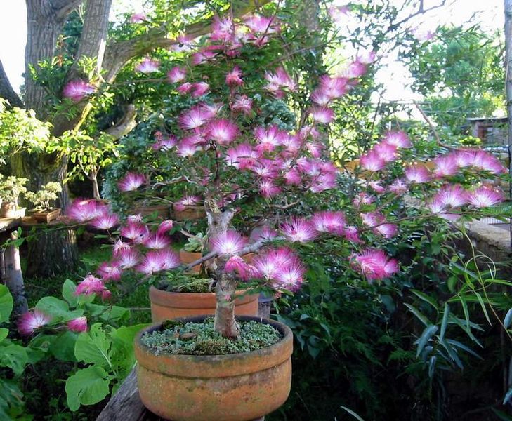 729px-Calliandra_eriophilla-bonsai.jpg