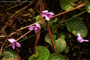 72d5e-violapalustris28329.jpg