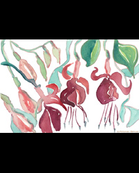 72ppiFusias-sig.jpg