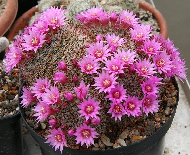 731px-Mammillaria_zeilmanniana.jpg