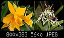 7321t-well-capsule-ripened-berkeleyara-slc-octoberfext-x-psh-cochleata-.jpg