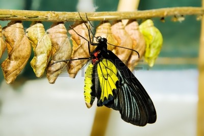 7323204-despues-de-salir-de-una-crisalida-de-mariposas-sobre-una-rama.jpg