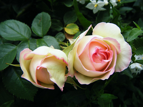 7350675738_a36ae4b151.jpg