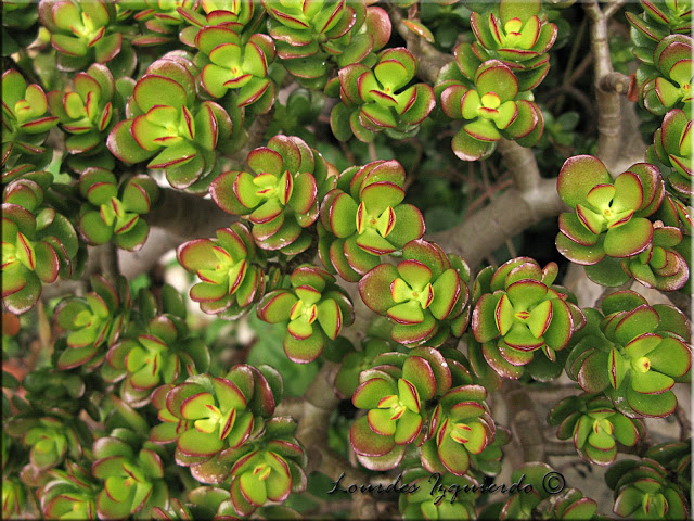 739._Crassula_Ovata_Crosby_Compact.jpg