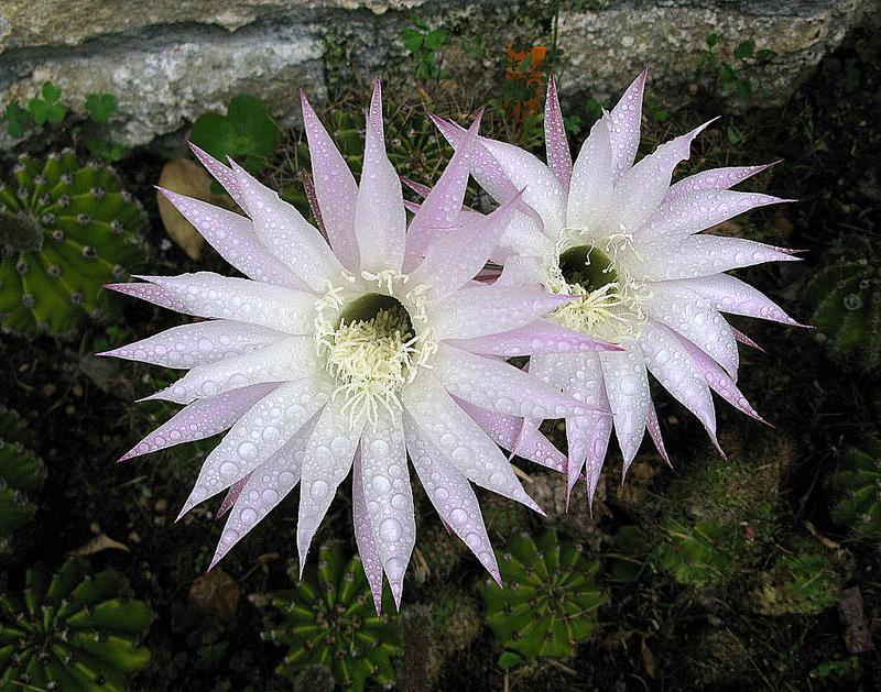 7397380438_8fa8074352_c.jpg