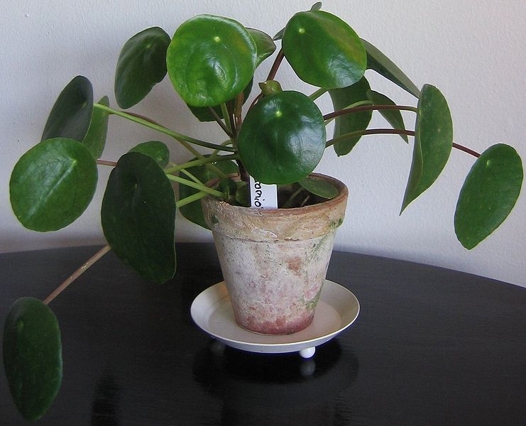 741px-Pilea_peperomioides.jpg