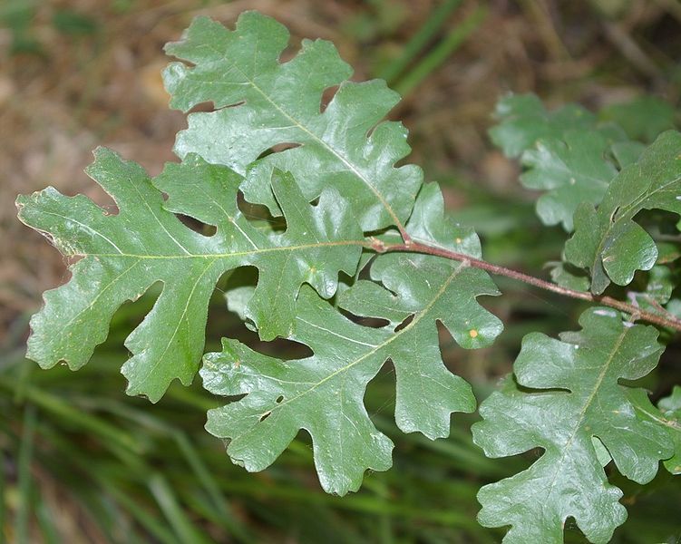 751px-Quercus_lobata_leaves_Caswell_Memorial_State_Park_San_Joaquin_Valley_California.jpg
