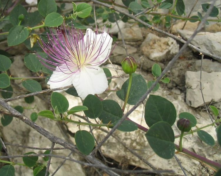 752px-Capparis_spinosa.jpg
