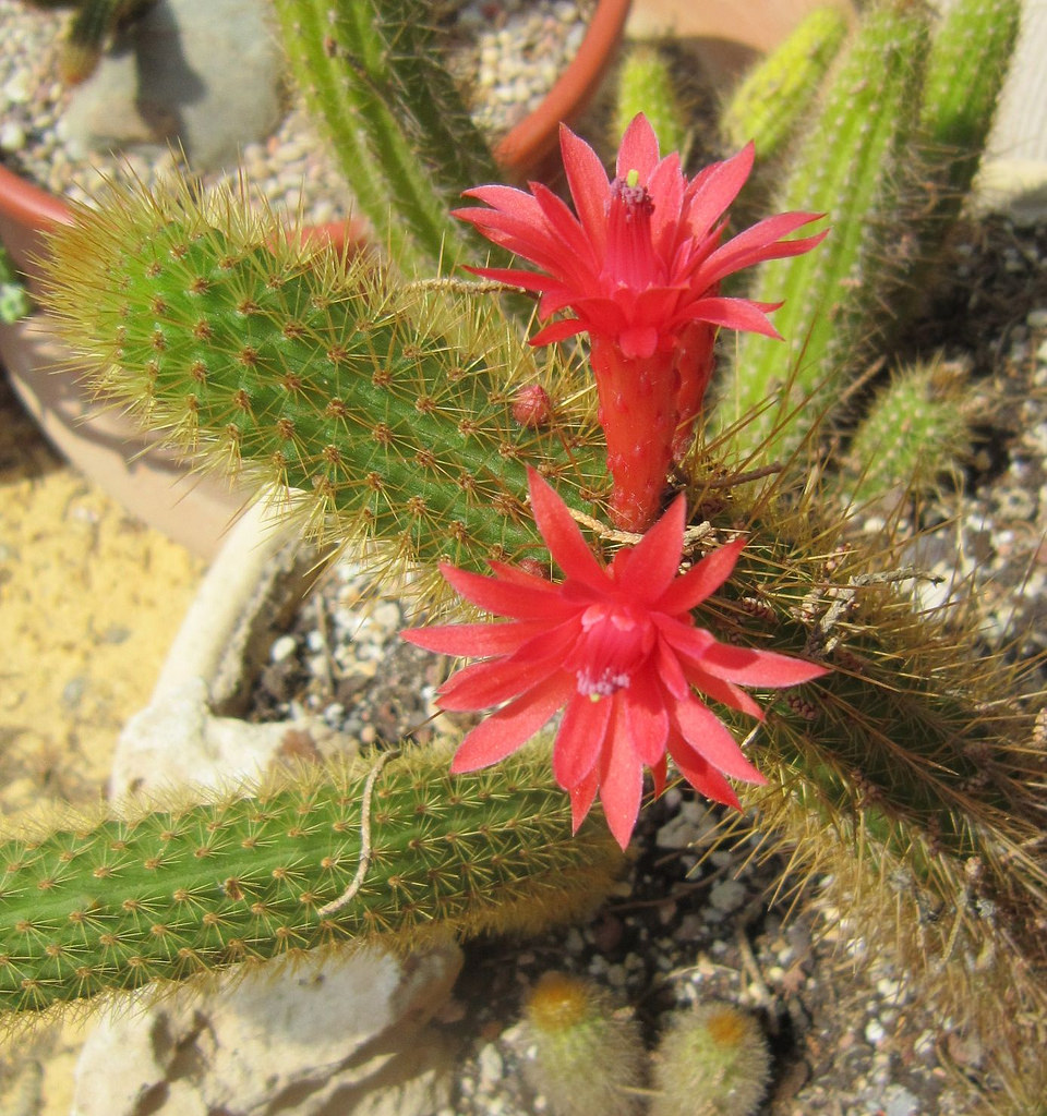 7535232186_50dd25d3f7_b.jpg
