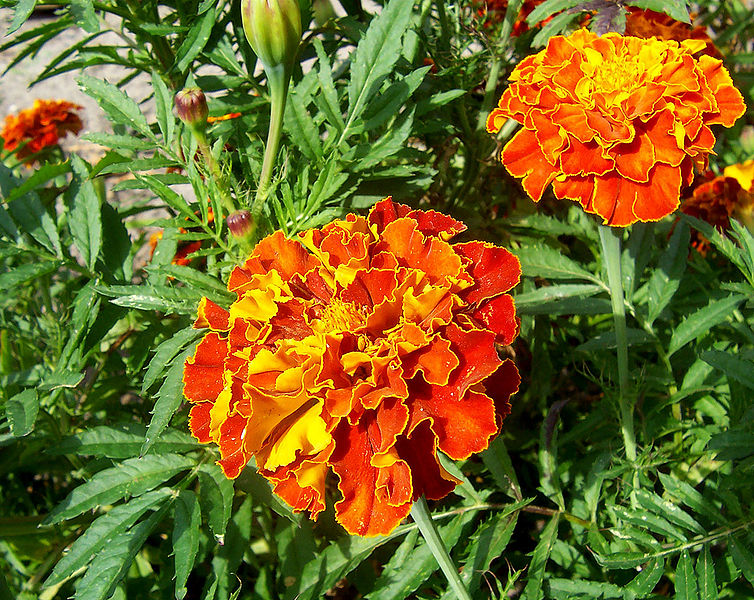 754px-French_marigold.jpg