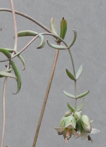 75_Berggarten_beauverdii_05_1.JPG