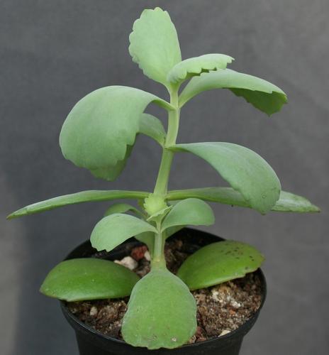 75_BT-LS_mocambicana_003.JPG