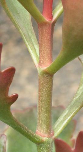 75_DA_118_52.JPG