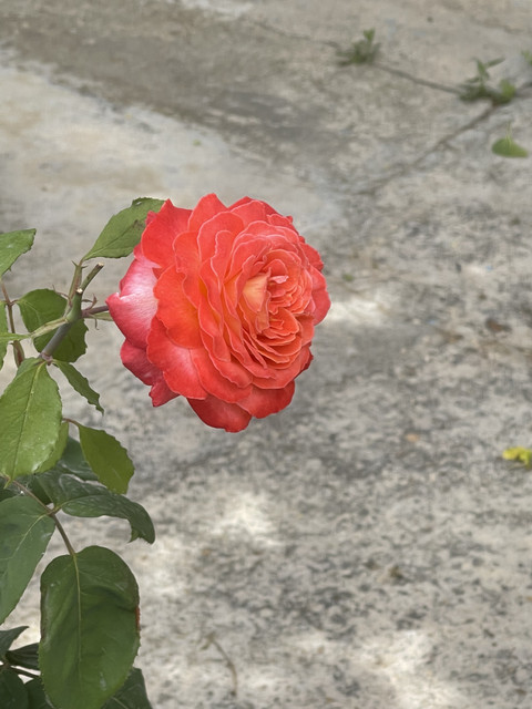 76343-EA0-0-AD9-4675-AA25-D8-A32-AE0-A67-F.jpg