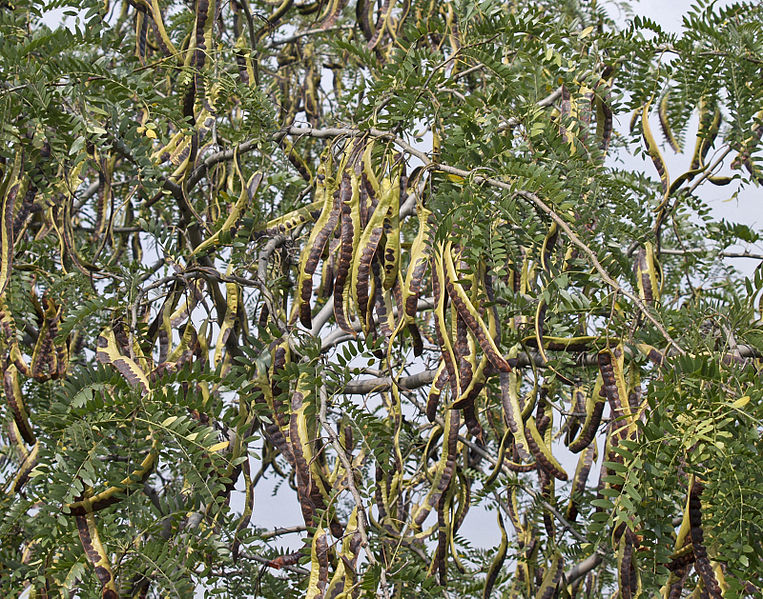 763px-Gleditsia-triacanthos-frutos.jpg