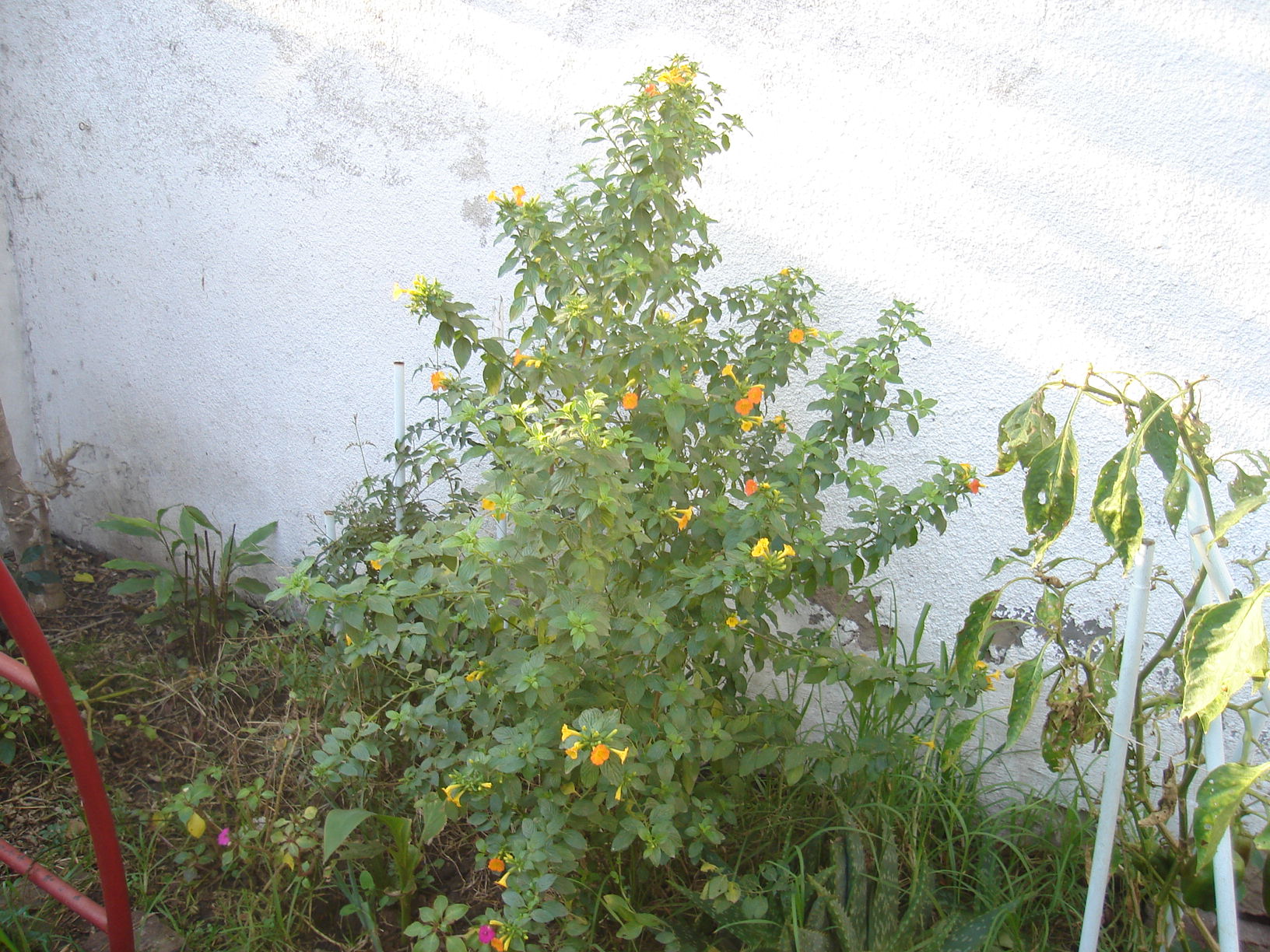 766569dsc00647.jpg