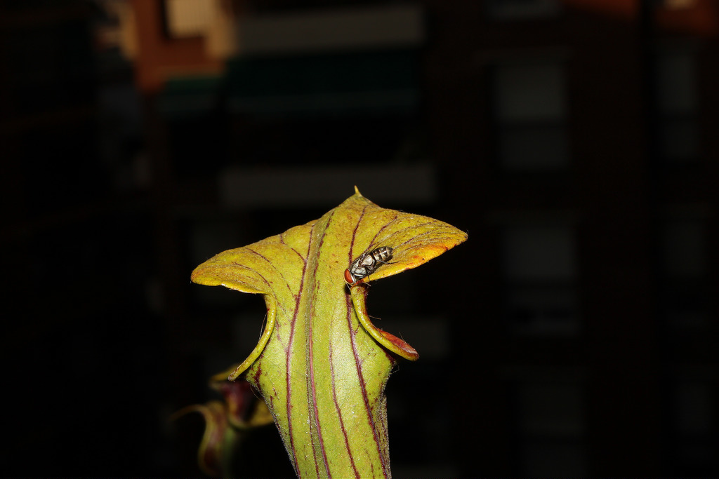 7678496270_c07d8fb46d_b.jpg