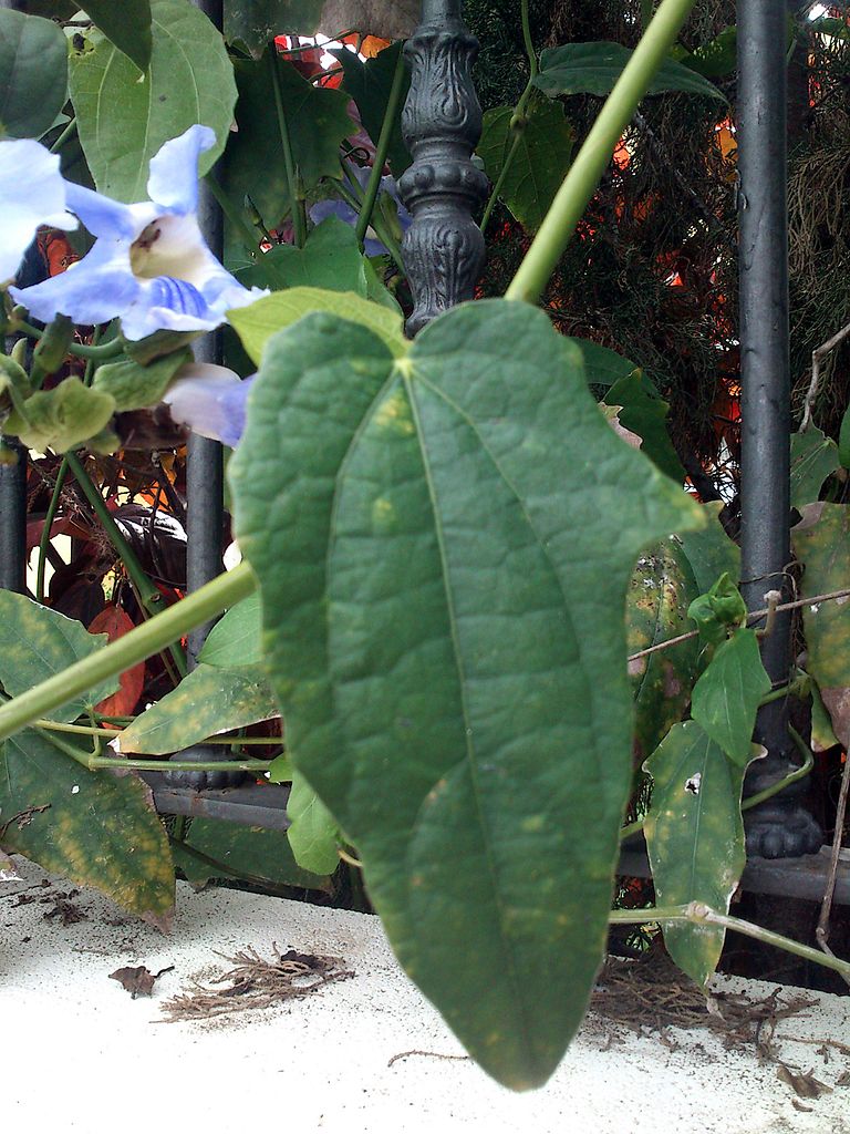 768px-A_identificar_floracion_nocturna_%284%29.JPG