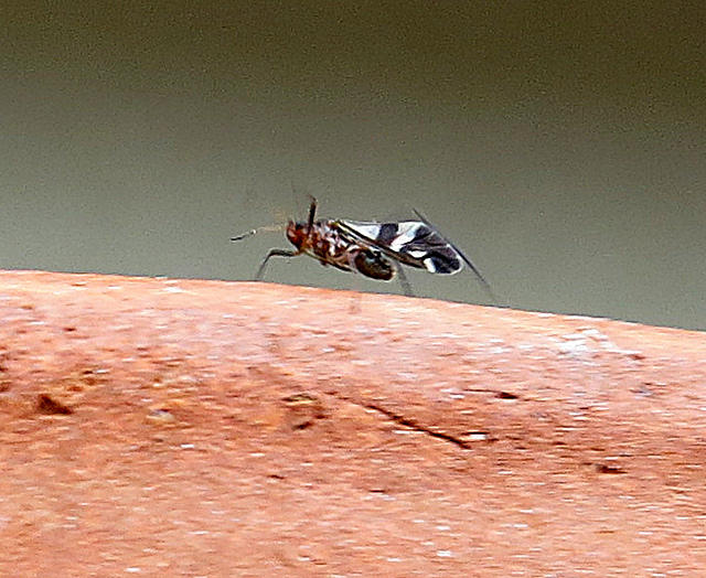 7754387522_395f627c91_z.jpg