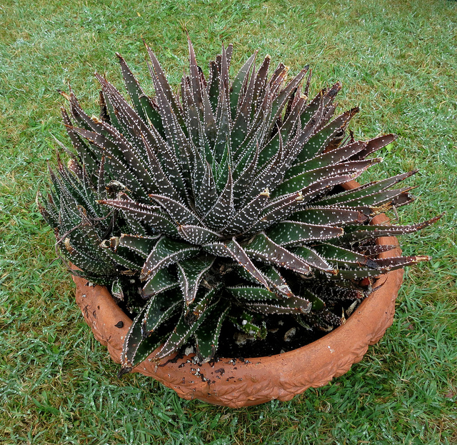 7837371544_85487644fe_z.jpg