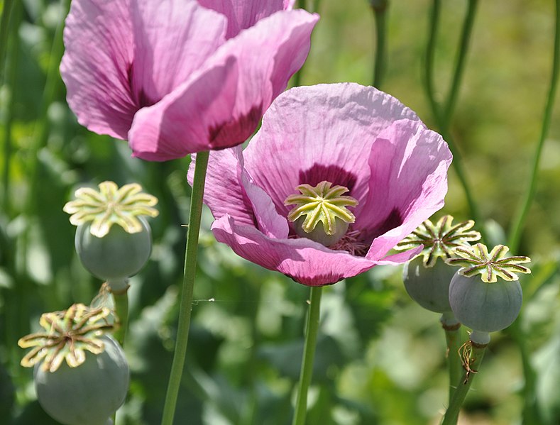 789px-Papaver_somniferum_(2).jpg