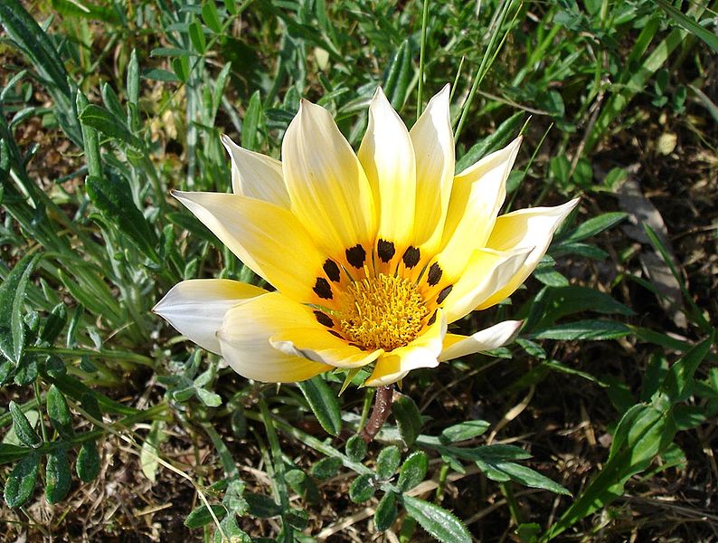 794px-Gazania_rigens2.jpg