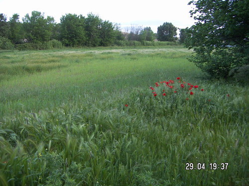 7954809.jpg