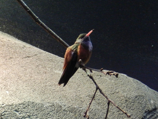 7992693372_33f5c01fa4_z.jpg