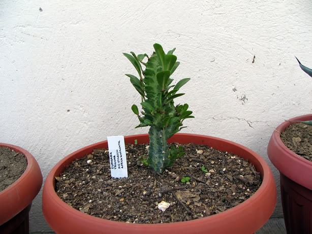 79_Euphorbia_trigona.jpg