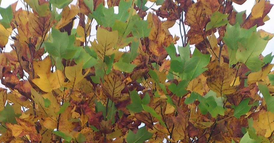 7b.jpg