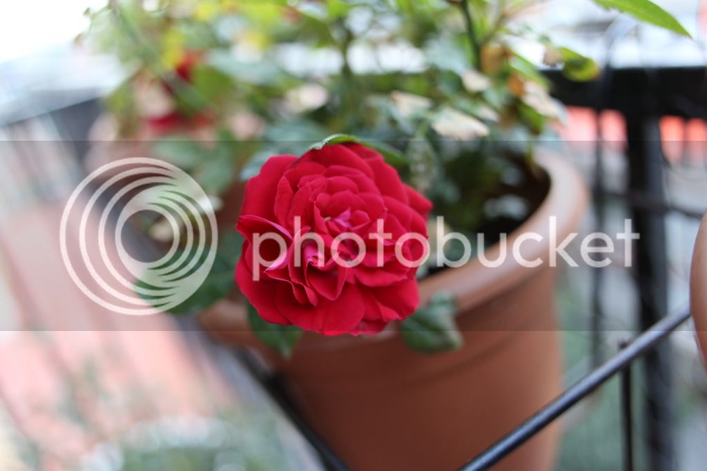 7BBCF3C2-DD0E-45C0-86D3-F144BFB018AC_zps9kb83pvr.jpg