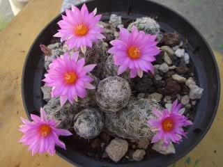7bf06345.jpg